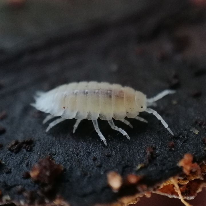 Dwarf White