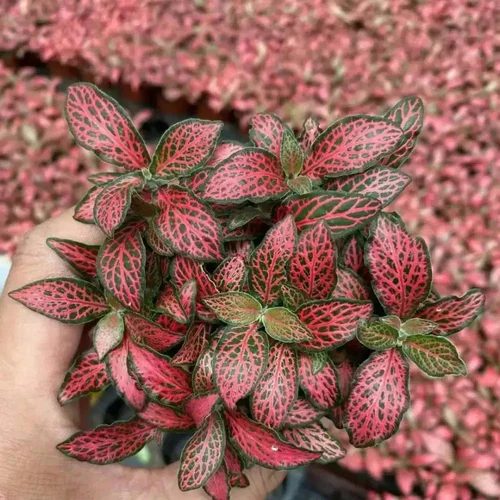 Fittonia (Fittonia albivenis) – Exotic Terras