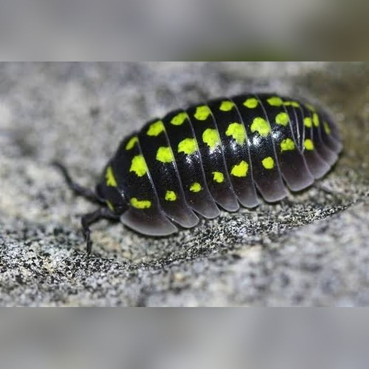 Gestroi (Armadillidium gestroi) – Exotic Terras