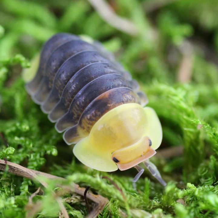 Rubber Ducky (Cubaris sp.) – Exotic Terras