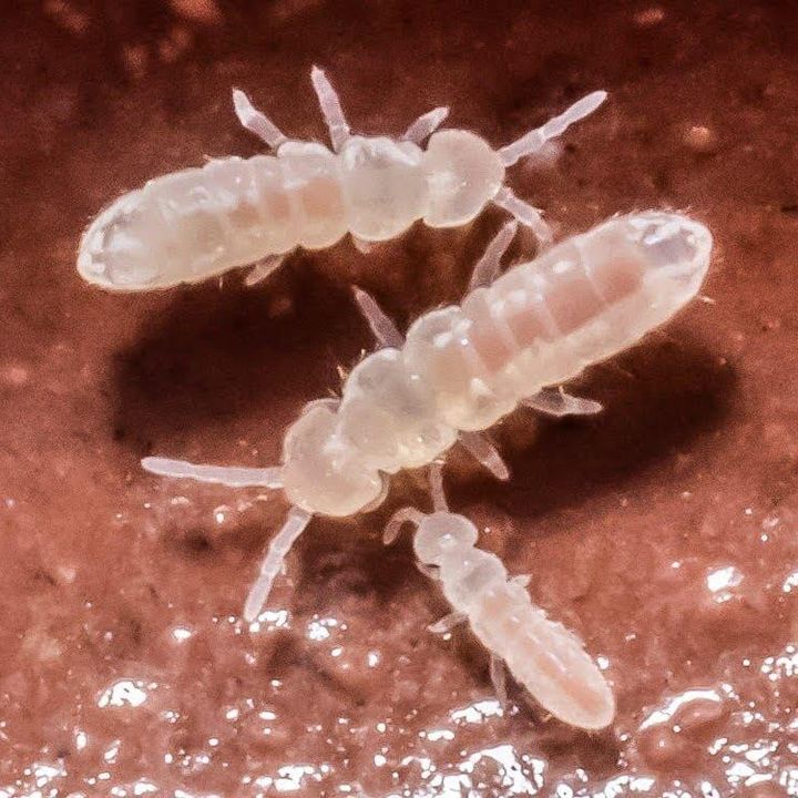 Temperate white springtails (Folsomia candida) – Exotic Terras
